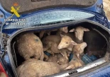 Interceptado un conductor ebrio y su acompañante con once corderos robados en el maletero