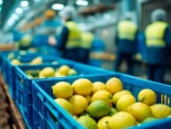 Despedidas tres trabajadoras por robar limones y pomelos en su lugar de trabajo