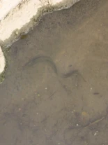 La Región de Murcia votará en contra de declarar la anguila especie 'en peligro de extinción'