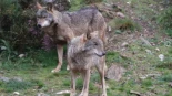 El Supremo anula el programa de control del lobo en Asturias