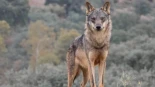 El TS avala la caza del lobo solo cuando no exista otra alternativa para evitar daños al ganado