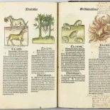 El universo de los animales marinos en el siglo XV