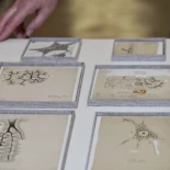 Descubren 6 dibujos originales de Ramón y Cajal que llevaban décadas en el Museo Anatómico de Valladolid