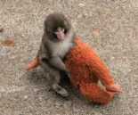 Punch, un mono abandonado y su peluche, conquistan Japón