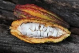 El precio del cacao cae un 41 % en lo que va de 2026 y ya cuesta 6 veces menos que en 2024