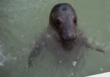 La cría de foca que se recupera en el Acuario de Gijón ya nada y no necesita antibióticos