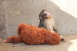 Punch, el macaco japonés rechazado por su madre y que se aferró a un peluche, acaba de ser aceptado por la manada