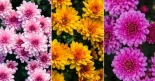 Crisantemos: características, cuidados y plantación