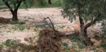 Las lluvias han arrastrado millones de toneladas de suelo fértil del campo andaluz: así podemos evitar que se repita
