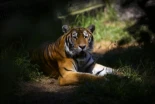 Kazajistán se resiste a vivir sin sus tigres 70 años después: así será el ambicioso proyecto de conservación que prepara para reintroducirlos