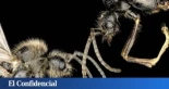 Francia estudia el ADN de hormigas españolas y descubre que rompen una ley biológica universal para conquistar Europa