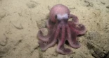 Descubierta una nueva especie de pulpo [foto]