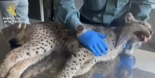 Hallan muerto a un lince ibérico en Madrid que venía de Valencia