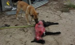 Un perro muerto y devorado destapa un caso de maltrato animal en Albelda