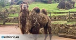 Un concurso de belleza de camellos en Omán expulsa a veinte animales tras detectar bótox, rellenos e implantes prohibidos