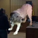 Condenado por tirar al perro Pistón desde un viaducto a 90 metros de altura en la AG-53