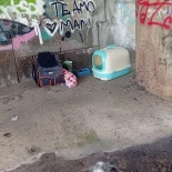 Abandonan a un gato con su arenero bajo un puente de León capital