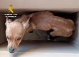 Investigadas tres personas tras arrojar cachorros en estado de inanición severa desde un coche