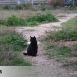 Los gatos que salen al exterior corren más riesgos y viven menos, según un nuevo estudio