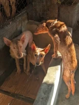 Un vecino de Meira (Moaña) tenía a 22 perros de raza podenco enjaulados, esqueléticos y con sarna