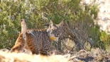 ‘Windtail’ y ‘Winx’ ya corren por Aragón: la suelta de dos linces abre la puerta del valle del Ebro a la especie