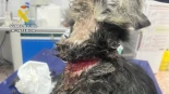 Rescatado en Abarán (Murcia) un perro con profundas heridas en el cuello tras estar atado con un cable metálico en una parcela