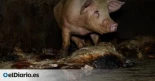 Cerdos enfermos, canibalismo y restos de cadáveres por el suelo: así es la ‘granja de los horrores’ de Aragón