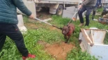 Liberado en Melilla un pitbull encerrado en un vehículo abandonado y sin ventilación ni comida