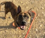 Una protectora denuncia que el Ayuntamiento de Torrejón de Ardoz deja a los animales en manos de una empresa con fines lucrativos