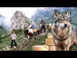 Amenazados por lobos. Pastores viviendo aislados 4 meses en la montaña para elaborar el mejor queso