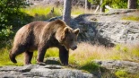 Ni Macizo del Gorbea ni Sierra de Aralar: el oso pardo logra superar los 400 ejemplares y reconquista España