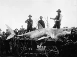 Fotografías históricas de grandes tiburones blancos capturados por pescadores