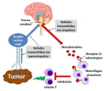 La comunicación entre tumor y cerebro reduce la respuesta inmune