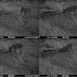 Documentan cómo el lince ibérico remoja a sus presas en agua para hidratar a sus crías