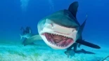 Los tiburones de las Bahamas dan positivo en cocaína y cafeína [ENG]