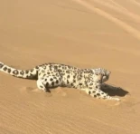 Leopardo de las nieves es rescatado tras aparecer en desierto de China