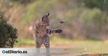 Un lince ibérico jugando con su presa: el público elige al ganador del "Wildlife Photographer of the Year 2026".