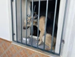 Una mujer se marcha a Francia y deja a su perro abandonado en un pueblo de Cádiz sin comida ni cuidados