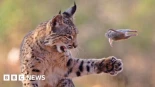 Lince ibérico cazando gana el "Wildlife Photographer of the Year" [ENG]