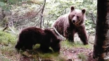 El plan de recuperación del oso en los Pirineos cumple 40 años alcanzando los 108 ejemplares