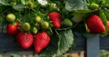 Cuándo y cómo plantar fresas: guía de cultivo