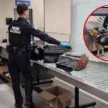 Detenido un ecuatoriano por intentar ingresar en Estados Unidos con una salchicha