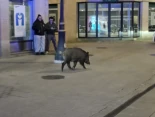 Un jabalí recorre el centro de Lugo en una tarde