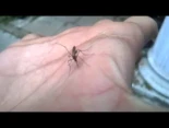 Mosquito falla intentando picar a un humano