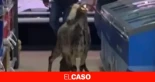 Una cabra provoca el caos en un supermercado de Matadepera después de colarse huyendo de un perro