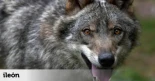 El Gobierno mantiene la declaración de especie vulnerable del lobo ibérico por el impacto de los incendios del verano