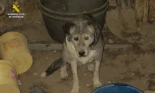 El Seprona rescata en Clavijo a dos perros en condiciones insalubres y lesiones graves