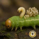 Alien | La mirada del mendigo