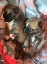 La Guardia Civil de Albacete detiene a dos personas por abandonar tres perros en el interior de un contenedor de basuras