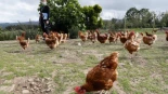 Las pitas salen del confinamiento: Asturias vuelve a permitir la cría en libertad de gallinas salvo en ocho concejos